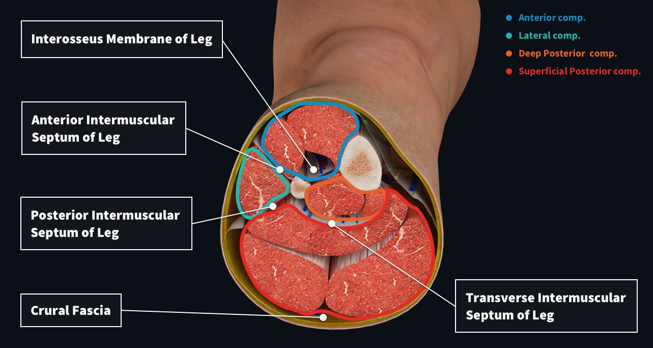 compartments of leg vessels