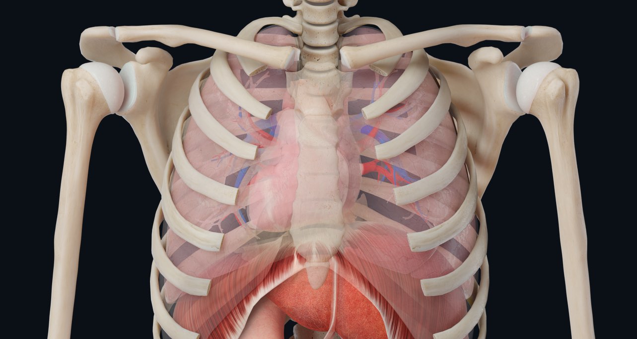 The mysterious condition known as situs inversus | Complete Anatomy